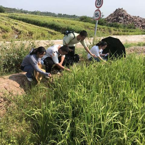 儋州市农林科学院派技术人员前往王五镇东光村以及山营村开展调查水稻的虫害情况