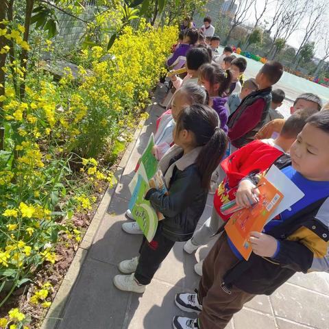 油菜花开了——华英幼稚园大一班开展找春天采风活动纪实