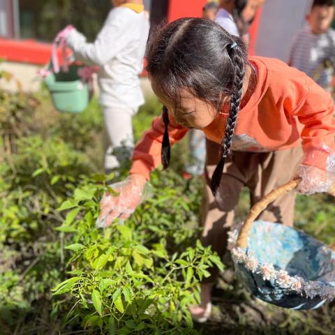 【市幼•瓷五】 “任务式”活动——硕果记