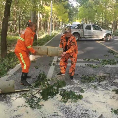 清理倒伏树木，保障道路安全畅通