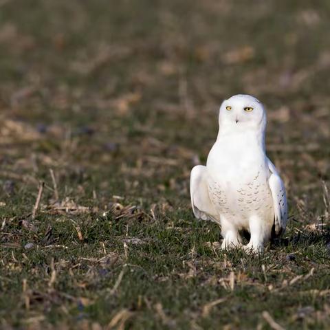 一次拍雪猫头鹰的经历An experience of photographing a snowy owl