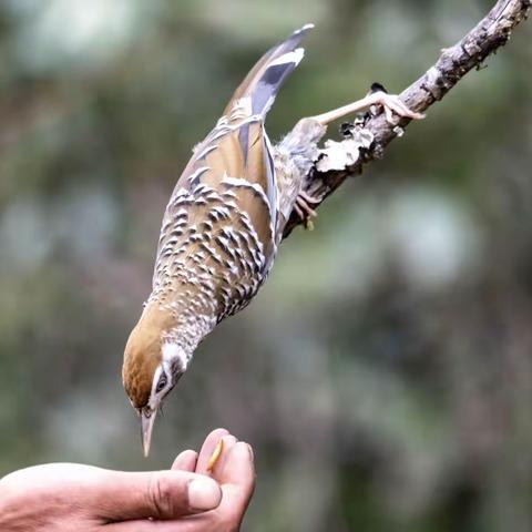 质朴淳厚的鸟导