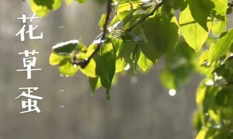 大二班端午节主题活动（花草蛋）