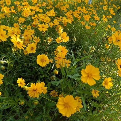 【全环境立德树人】 春风化艺雨 弦歌润青苗 武城县弦歌小学“最美教师”展播