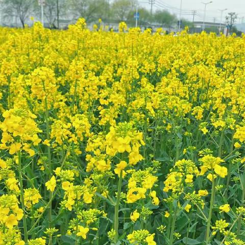 遇见油菜花——朱襄镇第一中心幼儿园