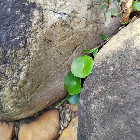 让生命之花更美丽                        ———生命教育嘉联一直在行动