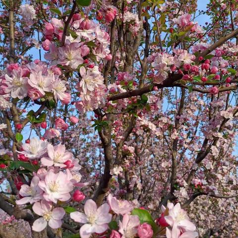 小六班班本课程——“花花小世界”