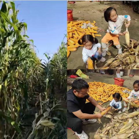 丰收的喜悦 —— 中秋国庆特色体验   东昌府区阳光小学二年级四班 刘云畅