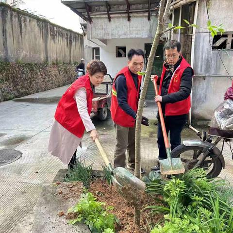 植树造林，共创绿色家园 ——永安市工信﻿局2024年植树活动