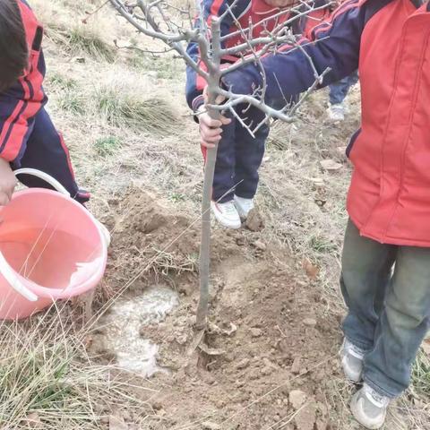 植树绿校园，廉洁满校园——巨野县田桥镇赵庄小学开展植树节系列活动