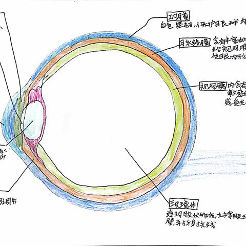 日照市北京路中学2022级学生生物绘图优秀作品展