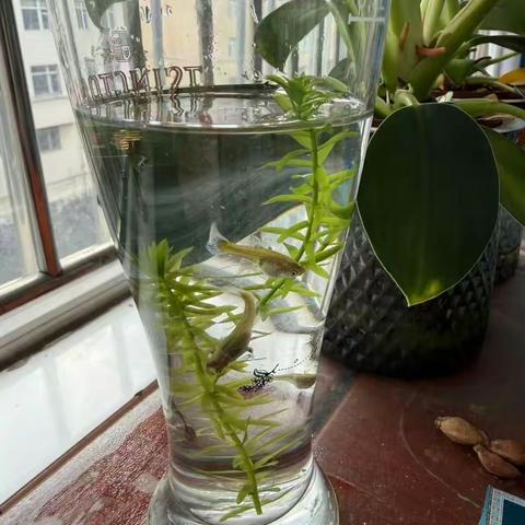 方寸之间，见天地万物 ‍微观世界生态瓶制作