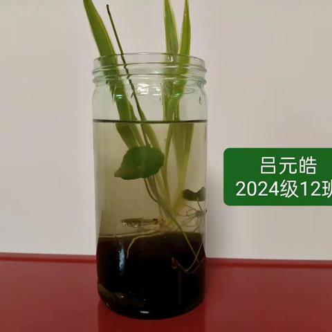 学生生态瓶成果展