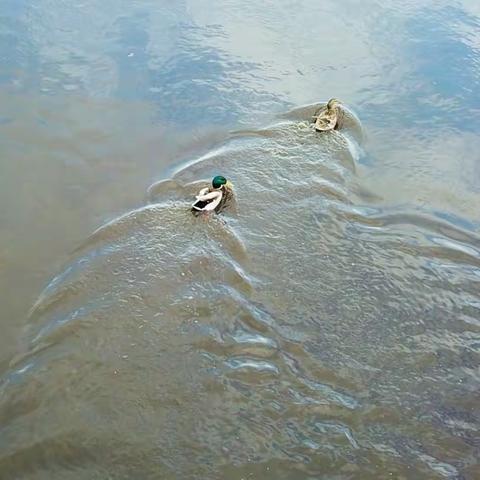 国家二级保护动物在依西肯林场出镜