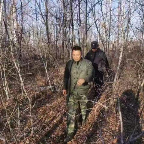 加大资源巡查力度，共护野生兴安杜鹃