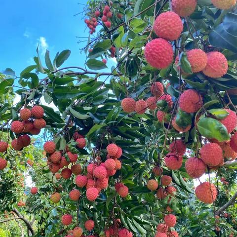 亲子荔枝🍒采摘&烘干体验活动