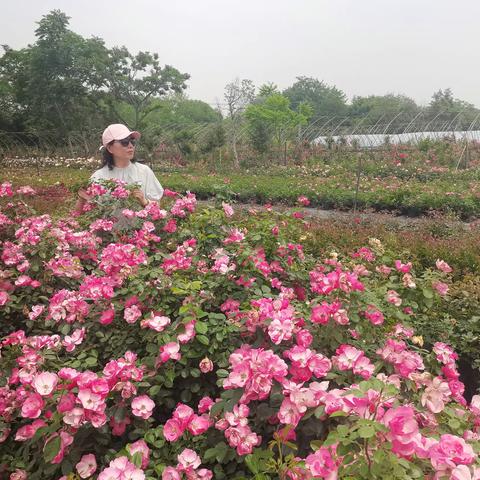 天诚的姥姥、乐安和诺阿的奶奶👵🏻杭州五月观赏花🌸，释放心灵，感悟自然。