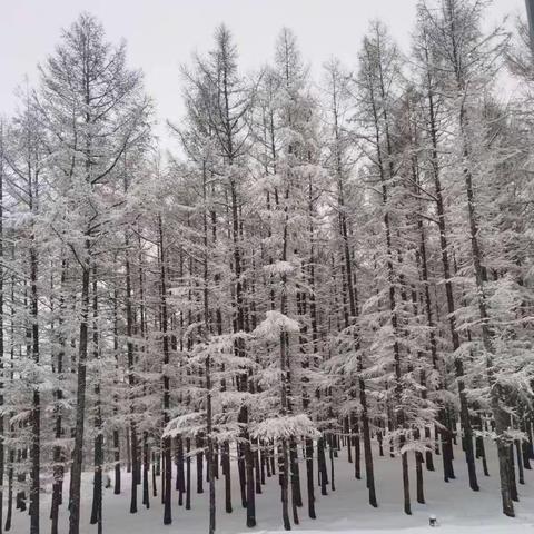 阿荣旗王杰小学低温防范，冬雪安全教育致家长一封信