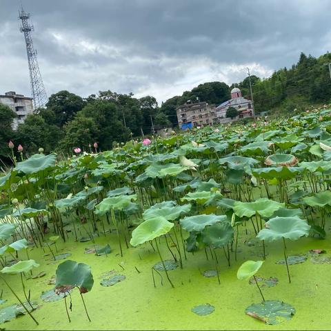 青荷盖绿水，芙蓉披红鲜——七年级六月赏荷