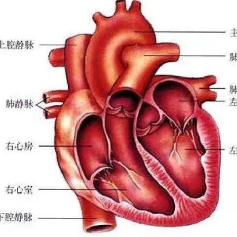 画“双减” , 促成长 |赣州市第五中学 “生物绘图” 活动