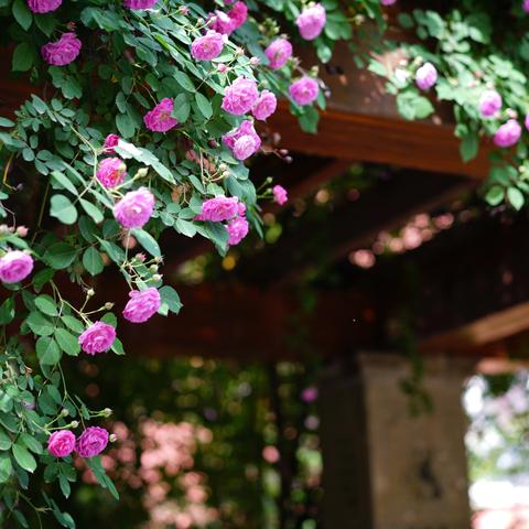 校园机动车隔离“伸缩围栏”实操演示