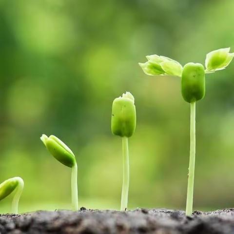 教室里的春天🌸小角落大自然 🌸 新北实验小学校幼儿园区角活动