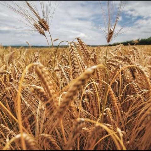 麦子低头，等待丰收