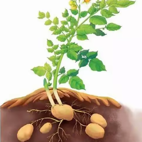 责任田的收获——向阳花班收获季