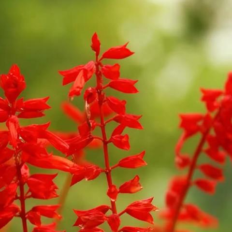 【我们的故事】一串红——艺术领域活动（香河二幼  小四班）