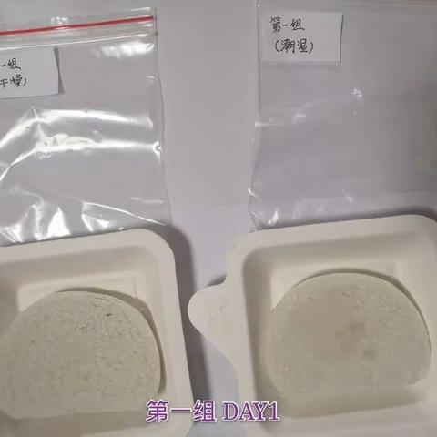 探究食物发霉的条件 ——马兰头小学五年级 实验目的：研究干燥环境与潮湿环境对于食物发霉的影响。 准备好两块相同的馒头片，第一片保持干燥，第二片滴入十滴水。