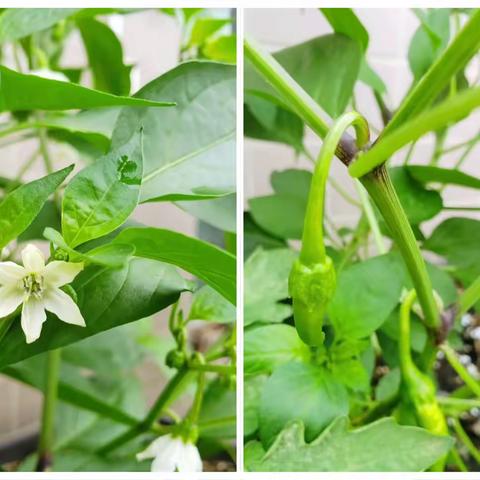 大2班自然课程——科学《“辣”么多样》