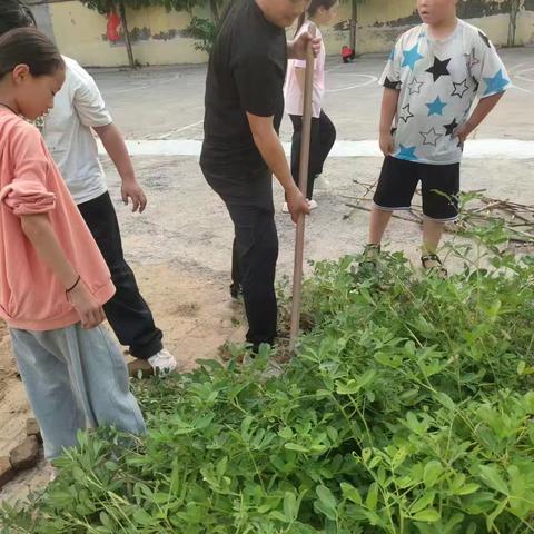 王村小学的金色收获季：小小花生，大大梦想