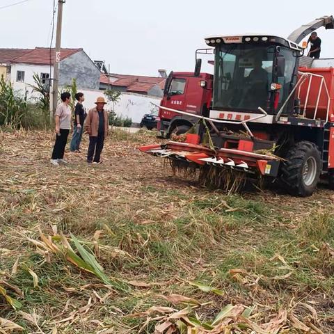 又是一年收获季——孟中荣村复垦区青贮玉米收获