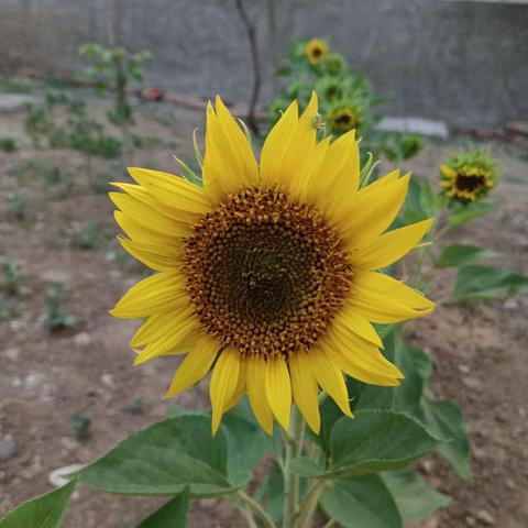 炎炎酷日，伴着端午节的粽子飘香向人们展示着它的如约而至。