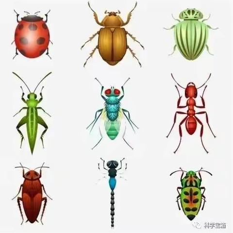 科学名称：认识昆虫（蚂蚁）