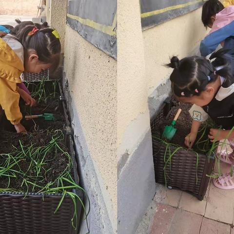 践行劳动教育，体验种植乐趣——双碑小学种植实践活动