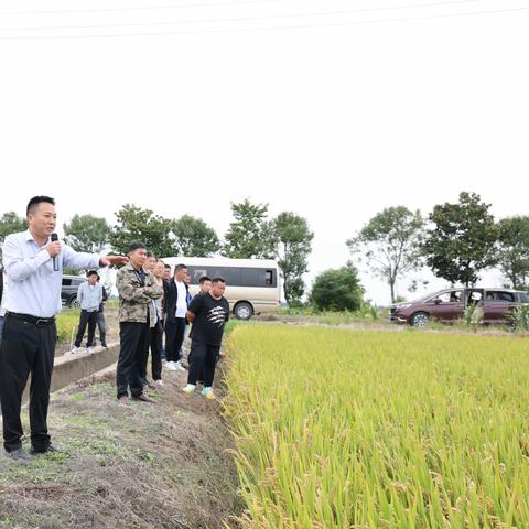 三河分公司组织管理人员赴宝应湖、复兴圩开展水稻品种观摩活动