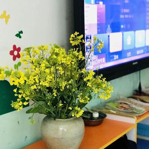 你好！油菜花！