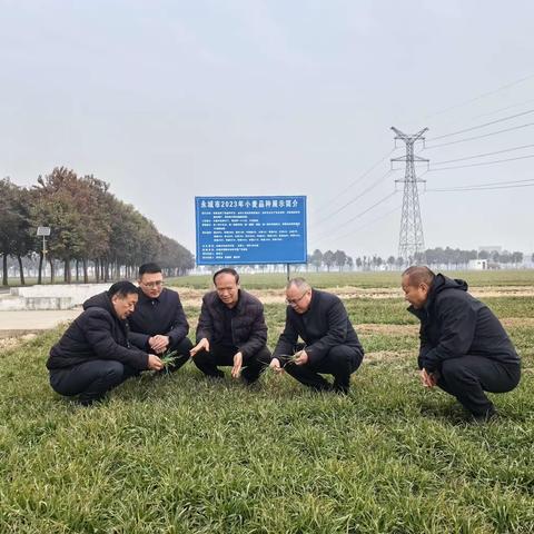 市农业农村局二级调研员王建设一行调研永城市小麦苗情