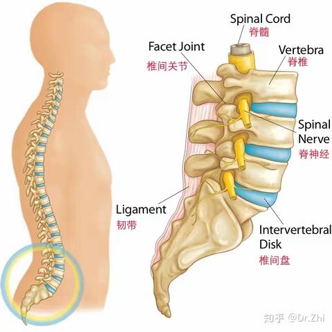 腰椎间盘突出，从自我保护开始