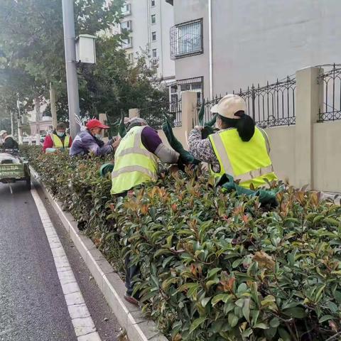 养护二标段百合园林11.21养护工作汇总