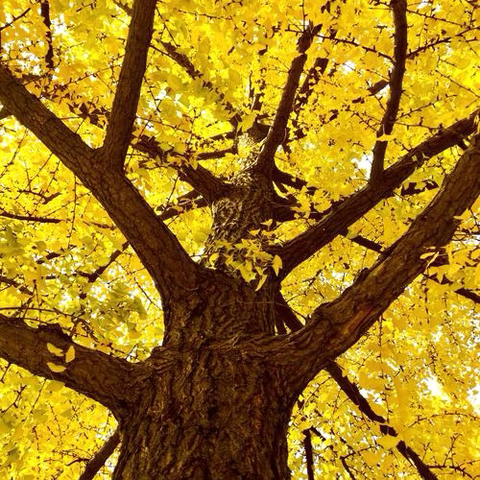 柳林镇中心幼儿园分园大一班