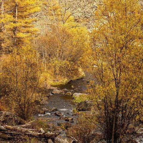 柳林镇中心幼儿园分园大一班