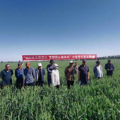 “田间地头践初心 党群同心助农忙”六连党支部5月主题党日