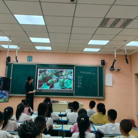 智慧碰撞，共育芬芳——建国镇小学第一集团校吕化小学《植物妈妈有办法》语文教研活动