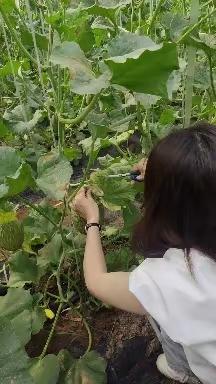 刘洪涛草莓生态采摘园的广平蜜瓜和羊角蜜还有绿宝石甜瓜成熟了，欢迎朋友们前来品尝采摘