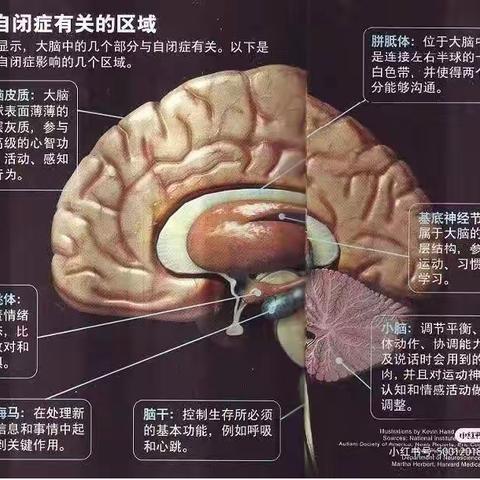 鸿文实验中学初十八班杜佳蔓生物作业