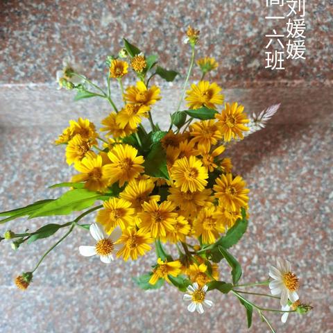 走向阳光的菊花