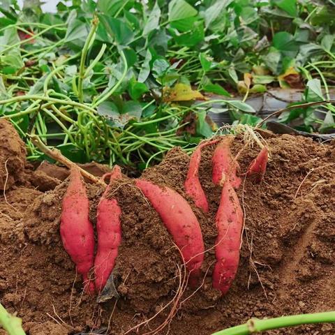 《“薯”与我们的甜蜜》——中五班班本课程