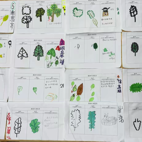 【班本课程】你好，桑树